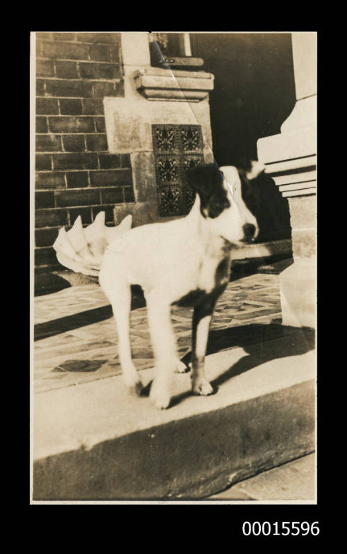 Untitled (dog in front of house)