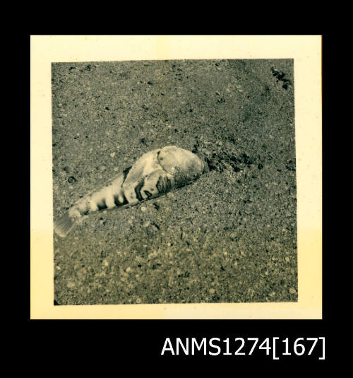 A sand fish, lying on sand, on Packe Island