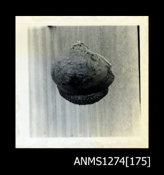 A large shell, hanging from a pieces of string in front of a piece of corrugated iron, on Packe Island