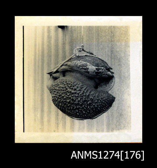 A large shell, hanging from a pieces of string in front of a piece of corrugated iron, on Packe Island