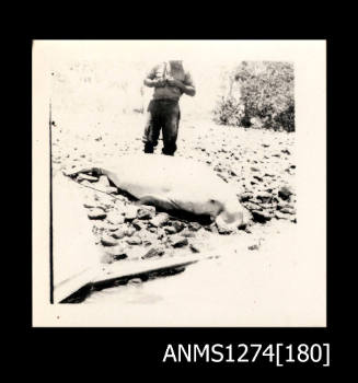 A man standing on rocks, with a captured sea mammal, possible a dugong, lying on the rocks in front of him, on Packe Island