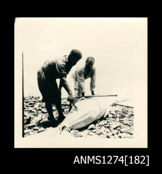 Two men standing on rocks, looking at a captured sea mammal, possibly a dugong, lying in front of them, on Packe Island