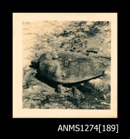 A turtle lying in the sand, on Packe Island