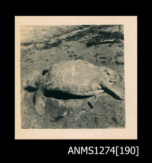 A turtle lying in the sand, on Packe Island