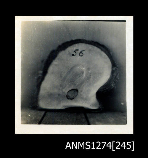 A pearl shell with one circle shaped marking, and the number "56'' written on the shell, on Packe Island