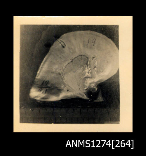 A pearl shell with several markings, and number written on it, on Packe Island