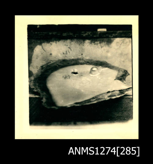 A pearl shell with one blister pearl, and one nuclei, and numbers written on the shell, on Packe Island