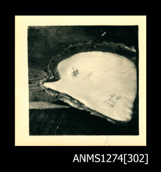 A pearl shell with three blister pearls close together (it is the same shell as in ANMS1274[301]), and writing, on Packe Island