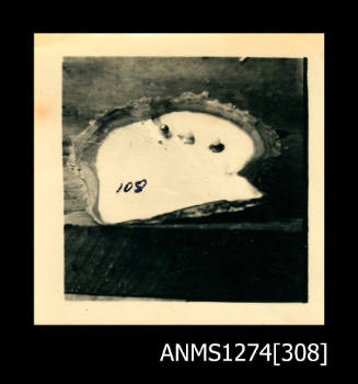 A pearl shell with three nuclei (it is the same shell as ANMS1274[307]) and writing, on Packe Island