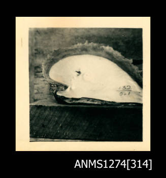A pearl with one nucleus (the same shell as ANMS1274[313]) and writing, on Packe Island
