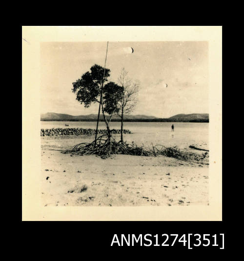 A beach, with two trees, on Packe Island