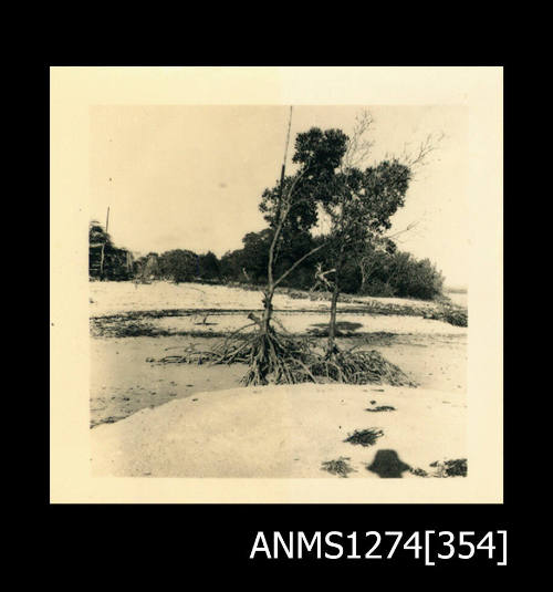 Two trees on a beach on Packe Island