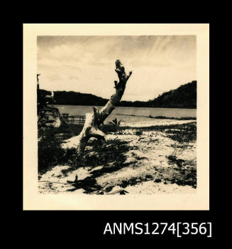 A beach, with a tree stump, on Packe Island