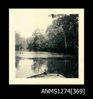 A mangrove tree, which is about to fall into the water on Packe Island