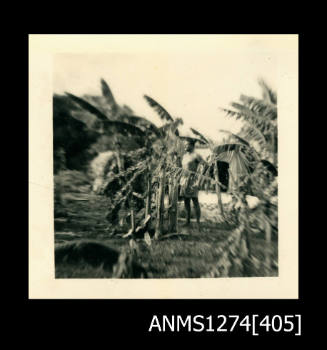 A man standing in the middle of palm trees, on Packe Island