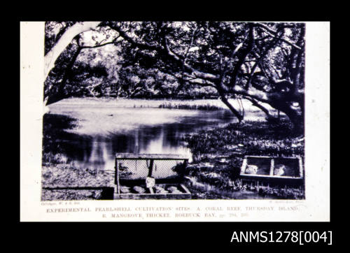 An experimental pearl-shell cultivation site, surrounded by mangrove trees