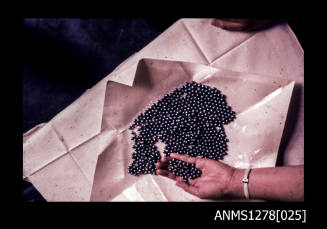 35mm colour transparency of numerous black pearls