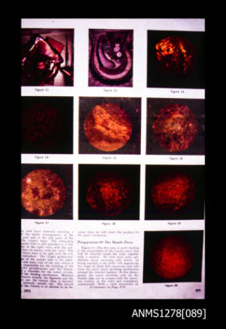 35mm colour transparency of a page from a book, showing pictures of pearl shells and images through a microscope