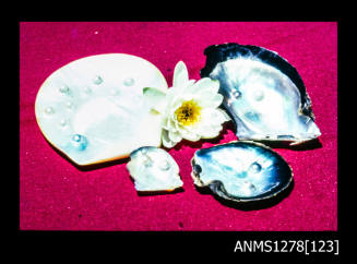 35mm colour transparency of four pearl shells with blister pearls, and a flower
