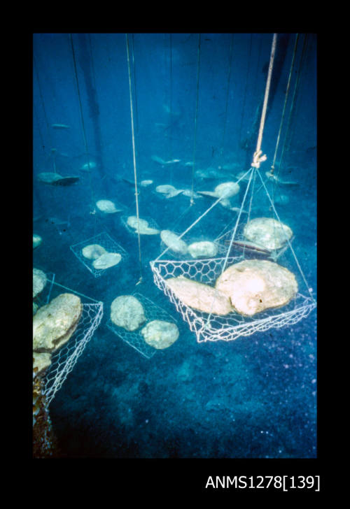 35mm colour transparency, taken underwater, of wire pearl cages, held with rope, and filled with pearl shells