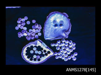 35mm colour transparency of two pearl shells; one with blister pearls, and one with circles cut out of it, surrounded by half pearls (or mabe pearls) and round pearl disks