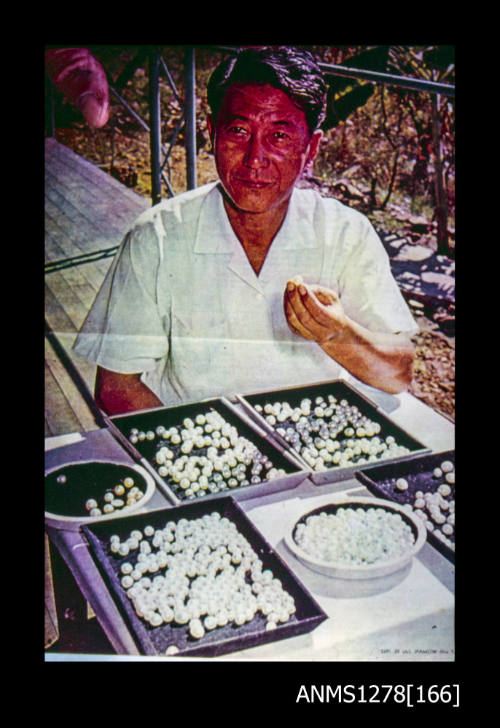 35mm colour transparency of a Japanese man with trays of pearls