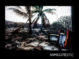 35mm colour transparency of palm trees and land