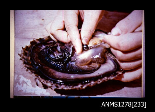 35mm colour transparency of a person removing a pearl from the flesh of an opened pearl shell