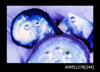 35mm colour transparency of two pearl shells, with a cut pearl shell