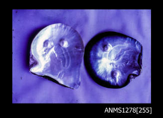 35mm colour transparency of two pearl shells, each with two blister pearls