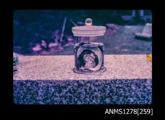 35mm colour transparency of a pearl shell in a specimen jar