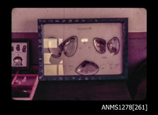 35mm colour transparency of oyster shells in a display frame