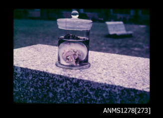 35mm colour transparency of a pearl shell in a specimen jar