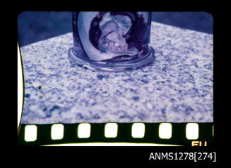 35mm colour transparency of a pearl shell in a specimen jar