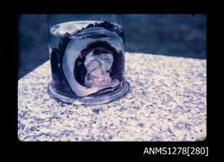 35mm colour transparency of a pearl shell in a specimen jar