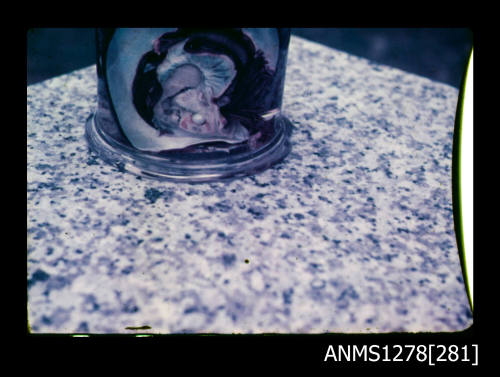 35mm colour transparency of a pearl shell in a specimen jar