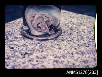 35mm colour transparency of a pearl shell in a specimen jar