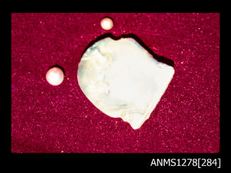 35mm colour transparency of a pearl shell with two blister pearls, and two half pearls (or mabe pearls) sitting next to it