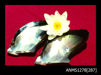 35mm colour transparency of two black coloured pearl shells with a white flower