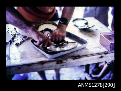 35mm colour transparency of a person separating joined pearl shell in a tray