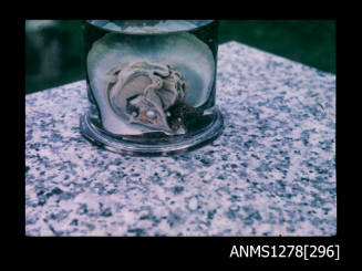 35mm colour transparency of a pearl shell in a specimen jar