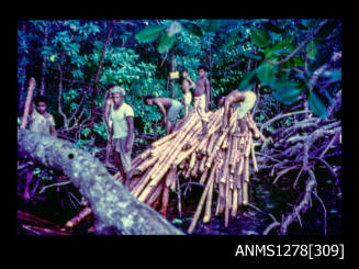 35mm colour transparency of Papua New Guinean men standing near a pile of wood