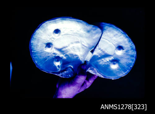 35mm colour transparency of two pearl shells with blister pearls in a persons hand