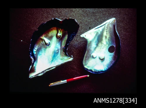 35mm colour transparency of two pearl shells with blister pearls, one cut from the shell on the left, with a pen underneath for scale