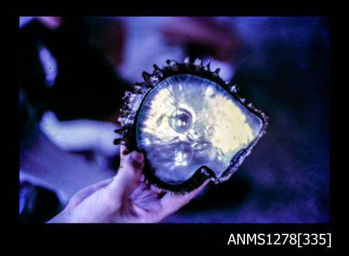 35mm colour transparency of a pearl shell, with one blister pearl, being held in a hand