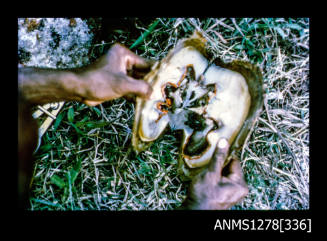 35mm colour transparency of a person opening a pearl shell