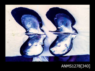 35mm colour transparency of four black-tipped pearl shells, two of which have blister pearls