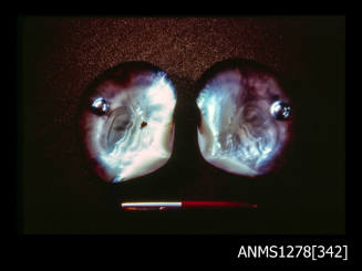 35mm colour transparency of two pearl shells with black edges, and a pearl blister on the edge of each