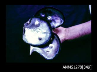 35mm colour transparency of three black rimmed pearl shells with blister pearls, held in a persons hand