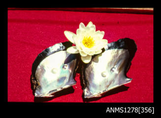 35mm colour transparency of two black edged pearl shells on red cloth, with two pearl blisters on each, placed next to a white flower